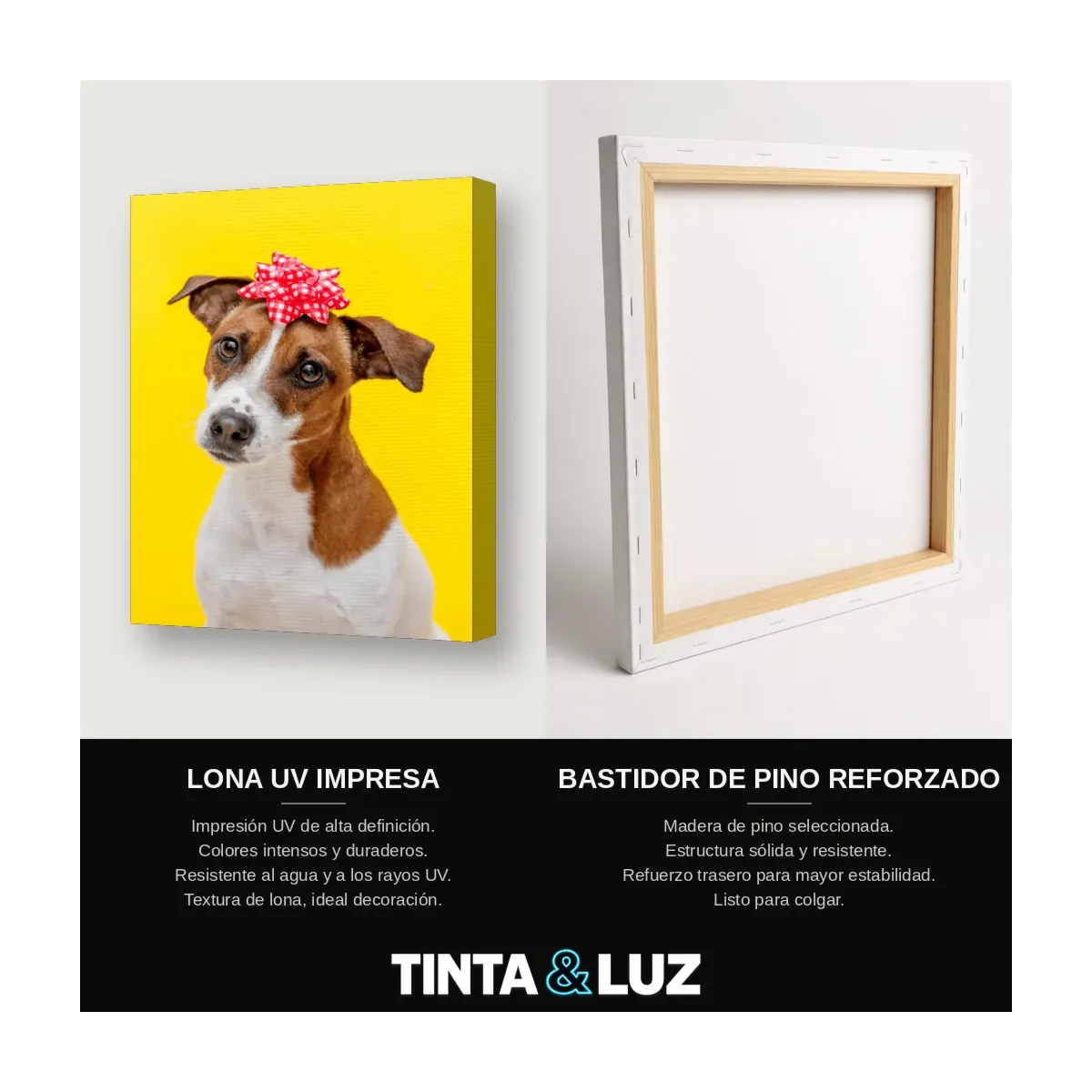 JACK RUSSELL Y MOÑO