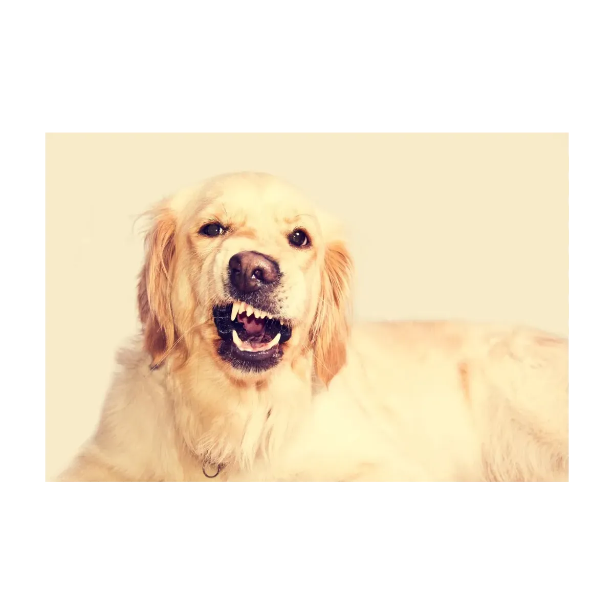PERRO MESTIZO II