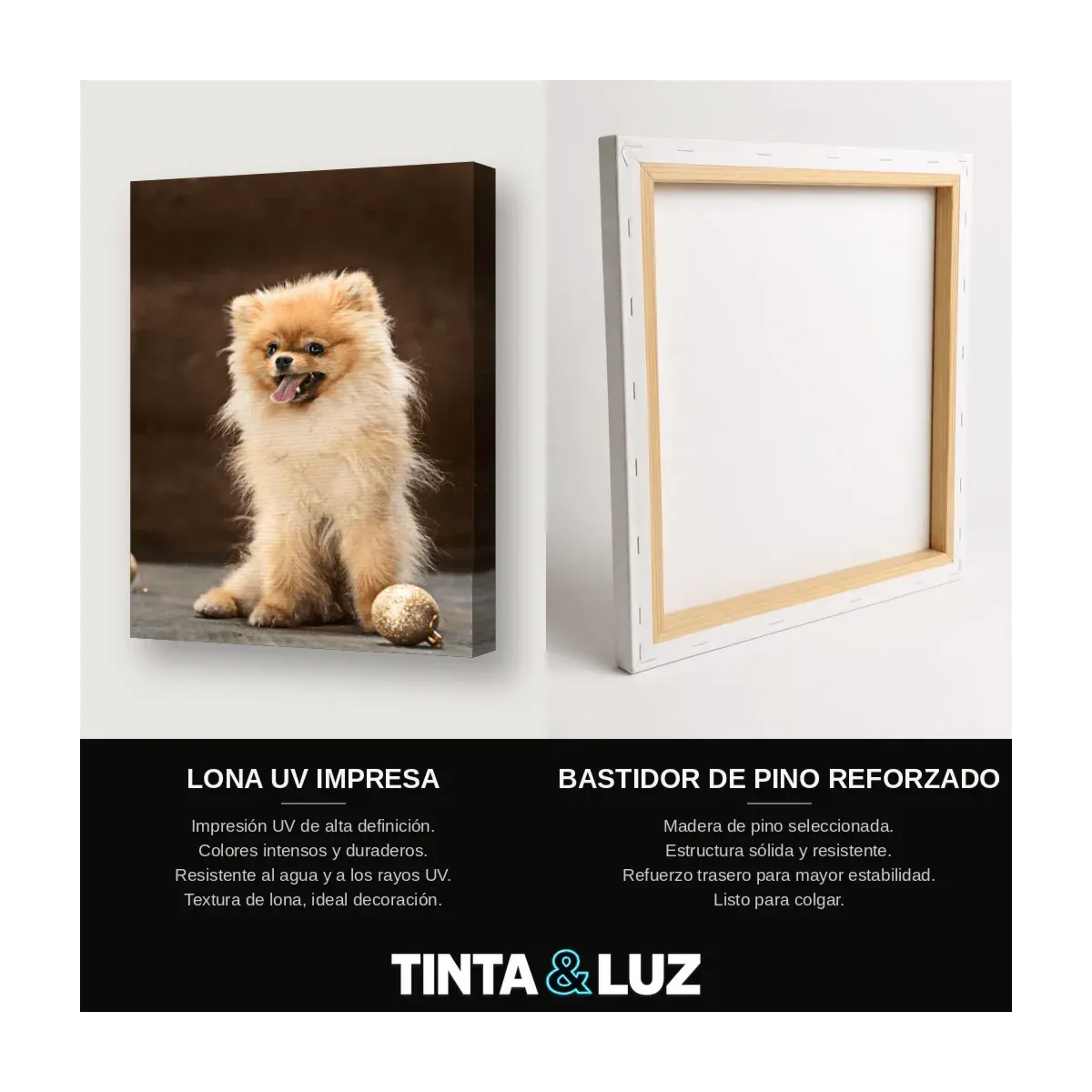 CHIHUAHUA IV