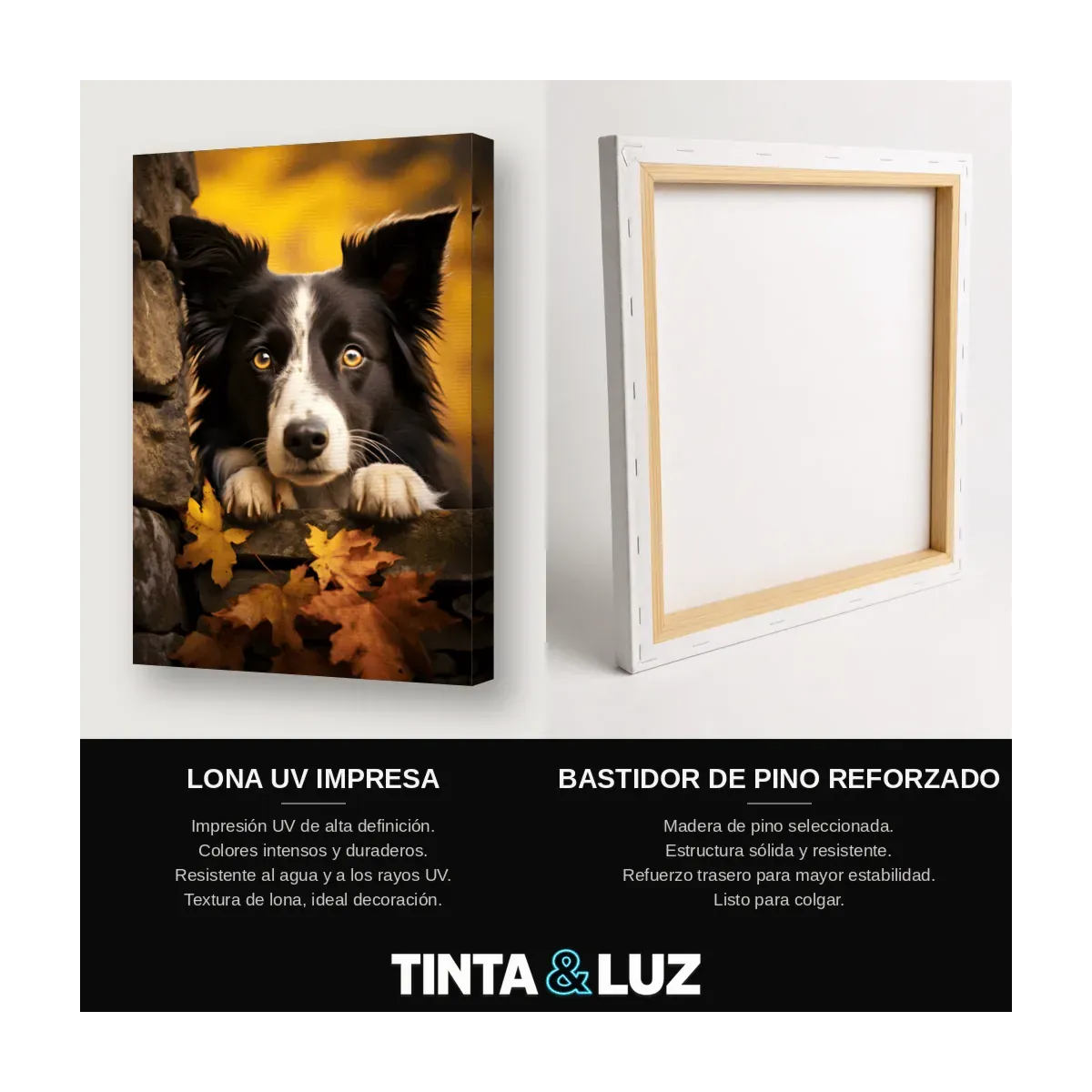 BORDER COLLIE Y HOJAS
