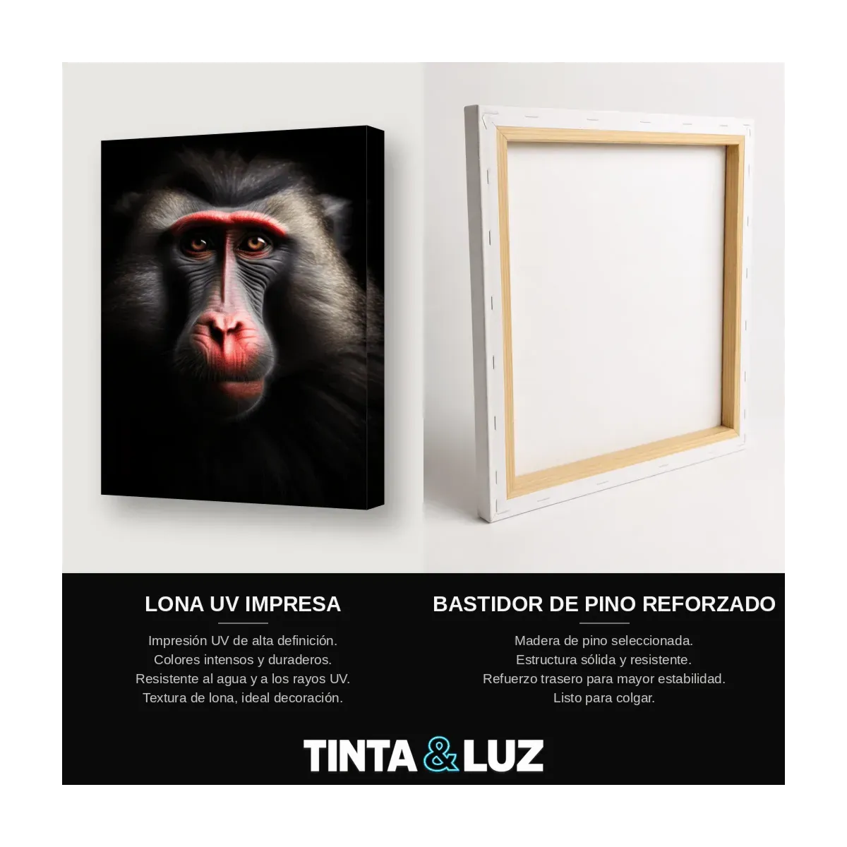 MACACO RETRATO