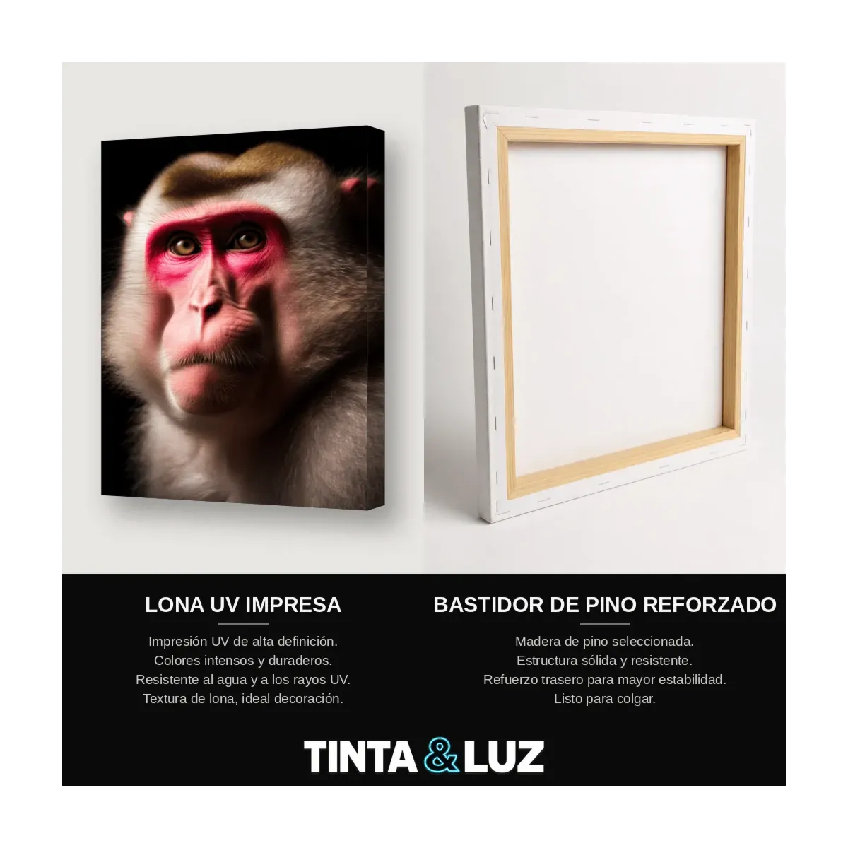 MACACO RHESUS