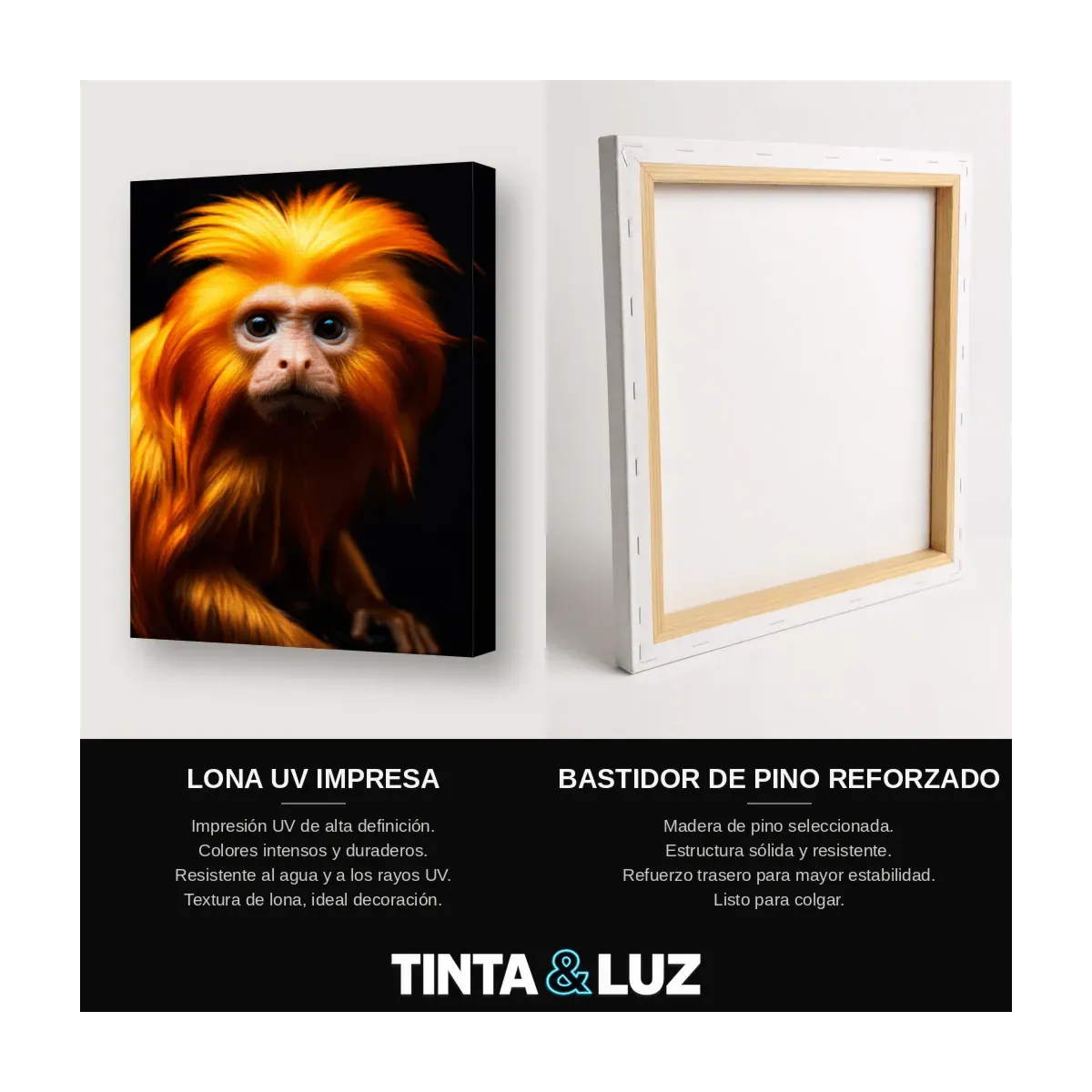 LANGUR DORADO