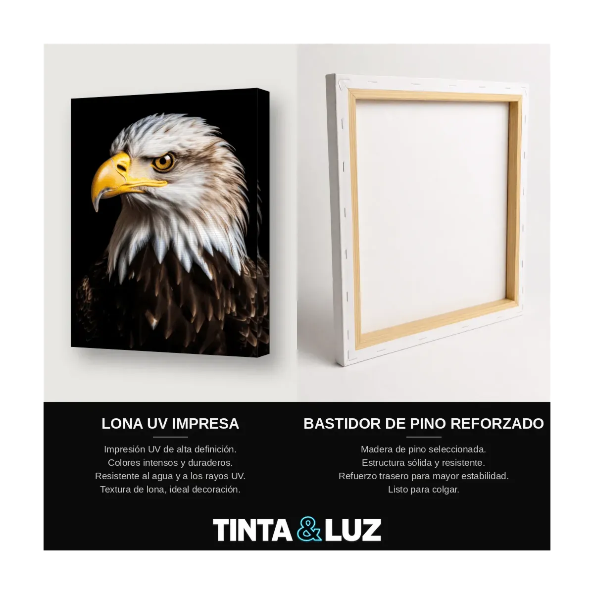 ÁGUILA CALVA RETRATO