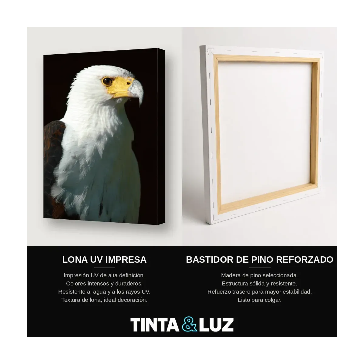 ÁGUILA CALVA MIRADA