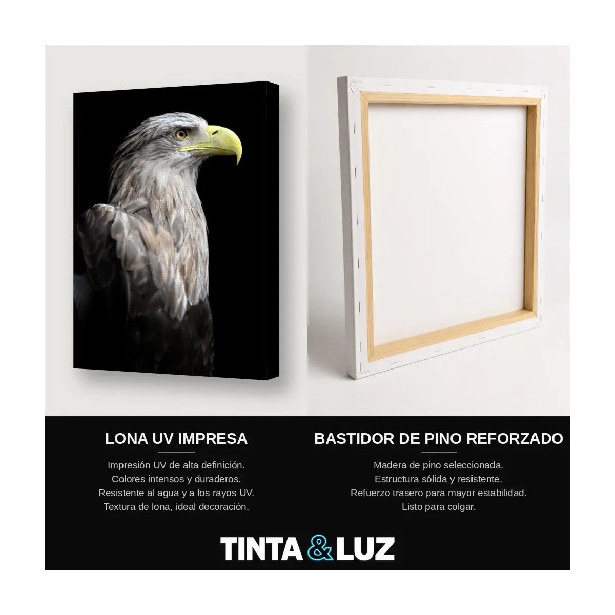 ÁGUILA CALVA RETRATO II