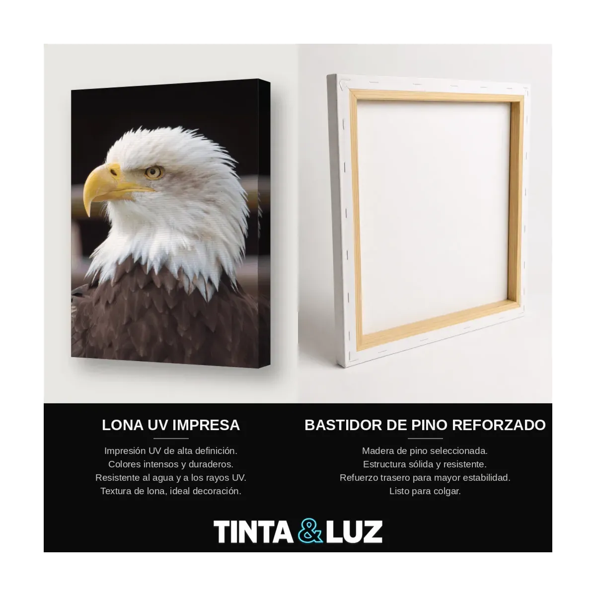 ÁGUILA CALVA POSADA