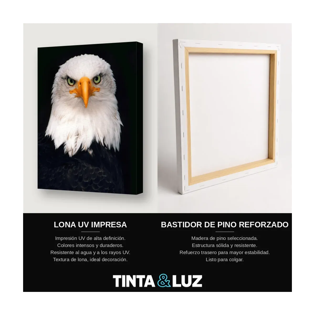 ÁGUILA CALVA PERFIL II