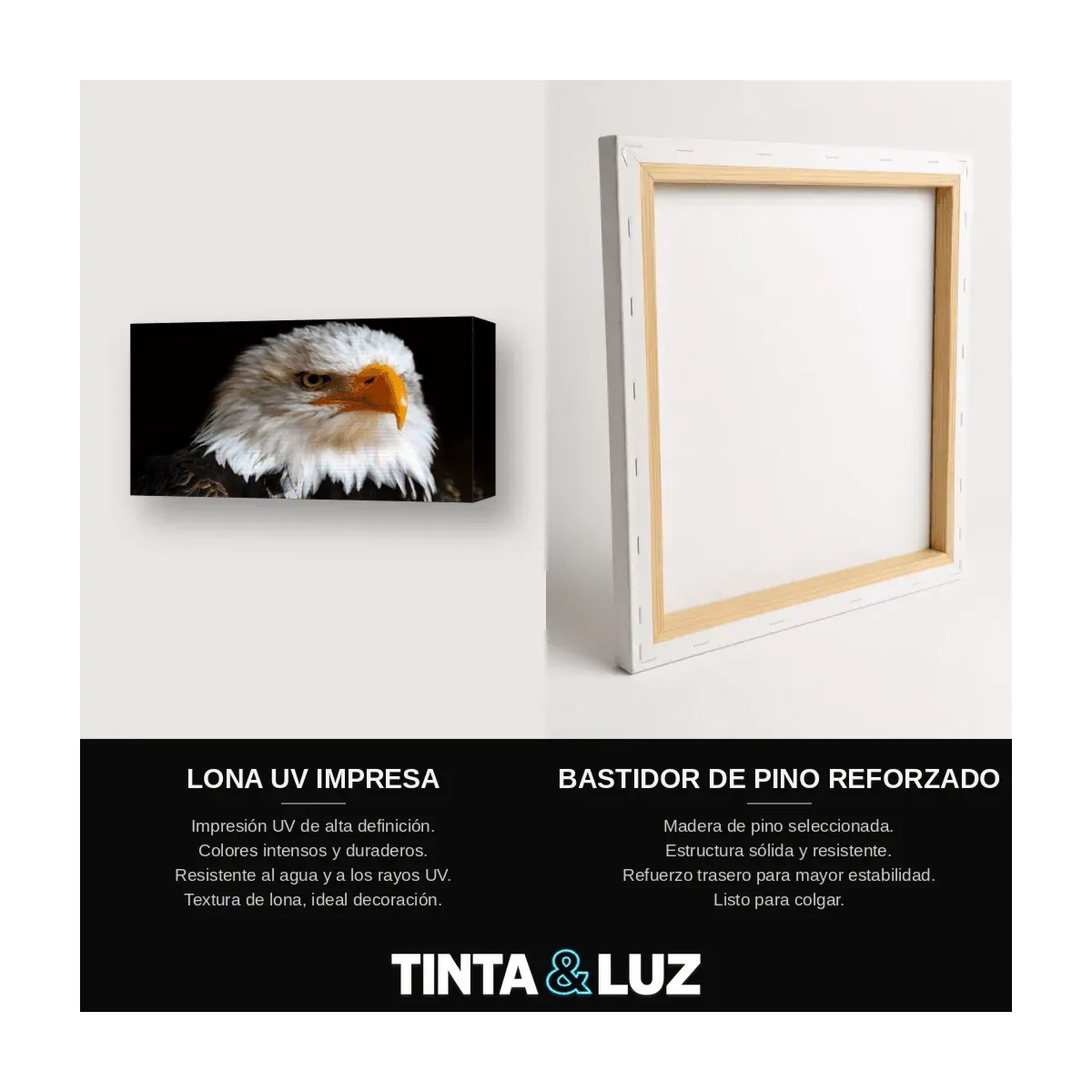 ÁGUILA CALVA PERFIL III