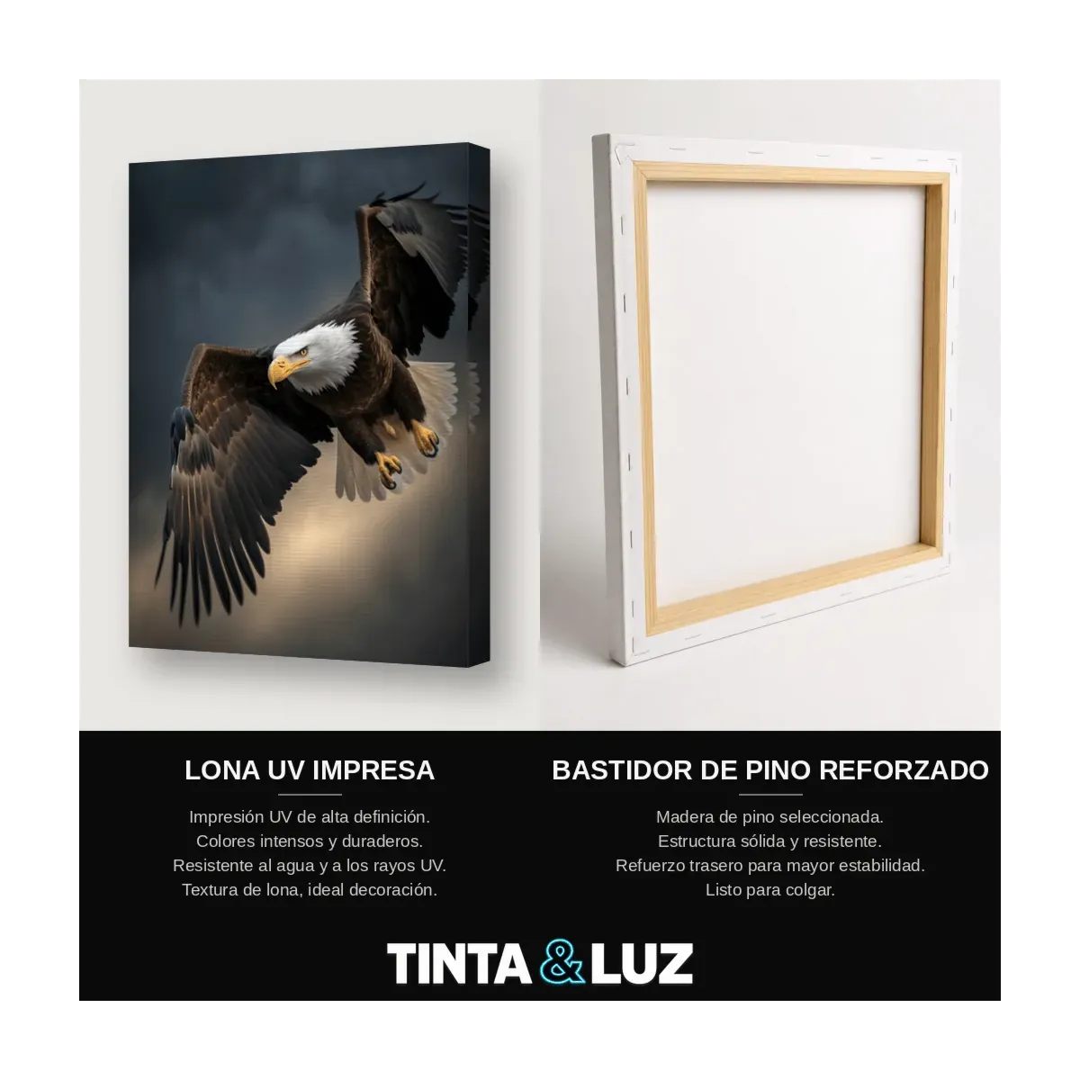 ÁGUILA CALVA DESCENDIENDO