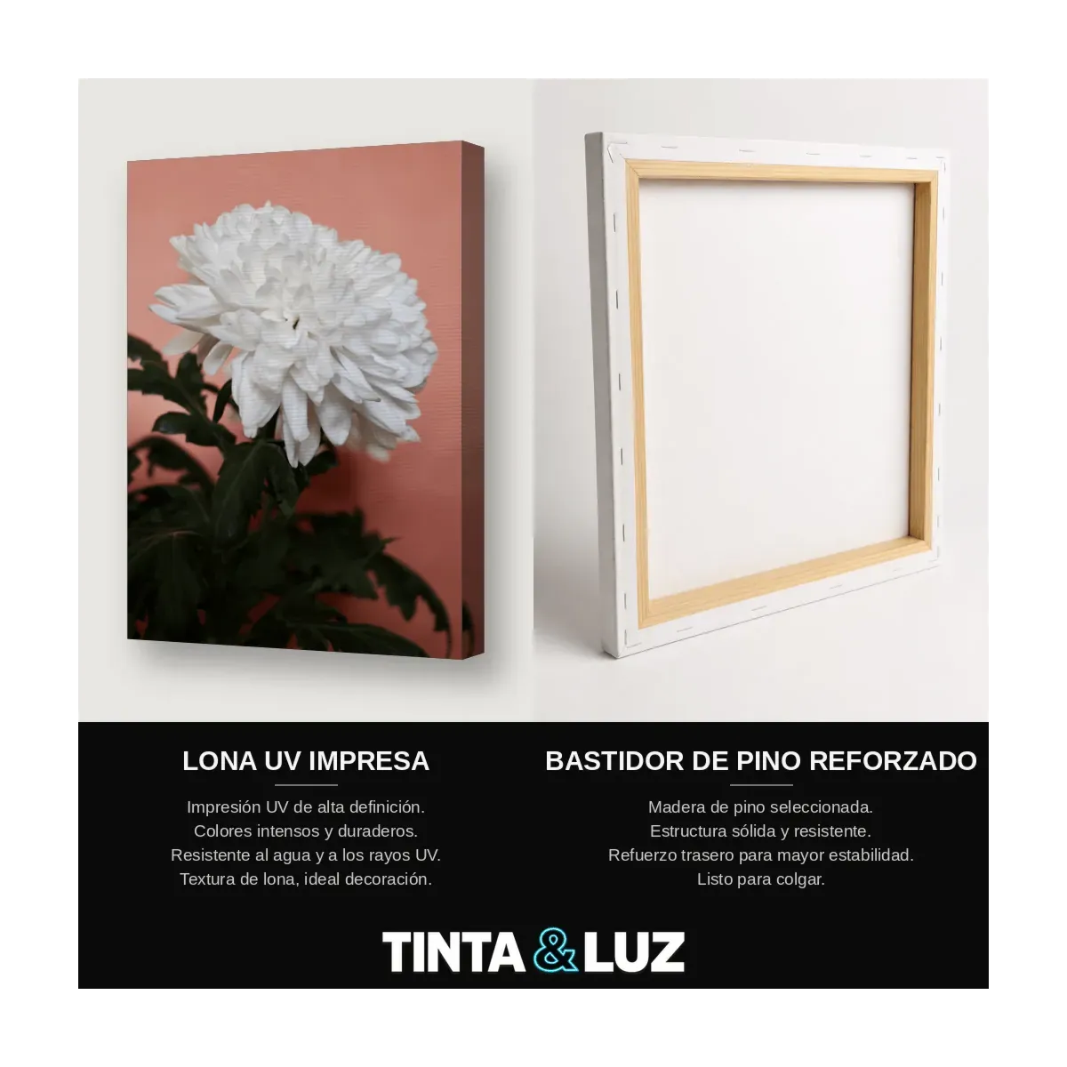 CRISANTEMO BLANCO