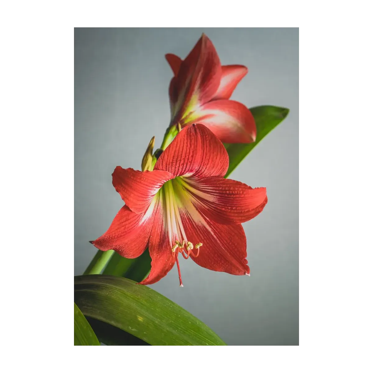 AMARILIS ROJA