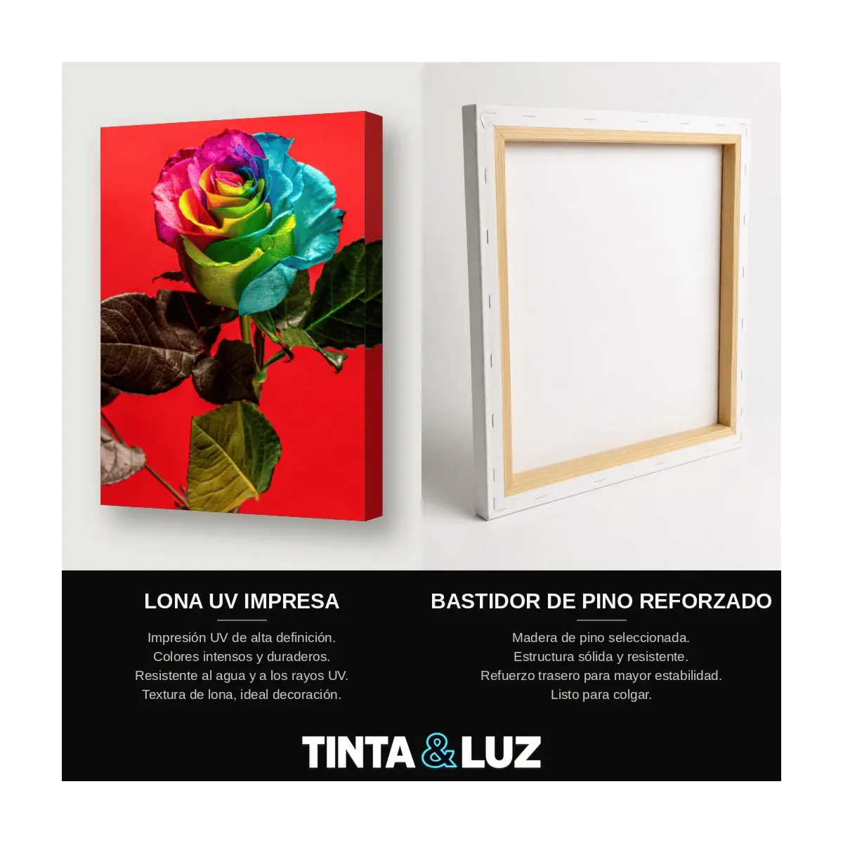 ROSA MULTICOLOR