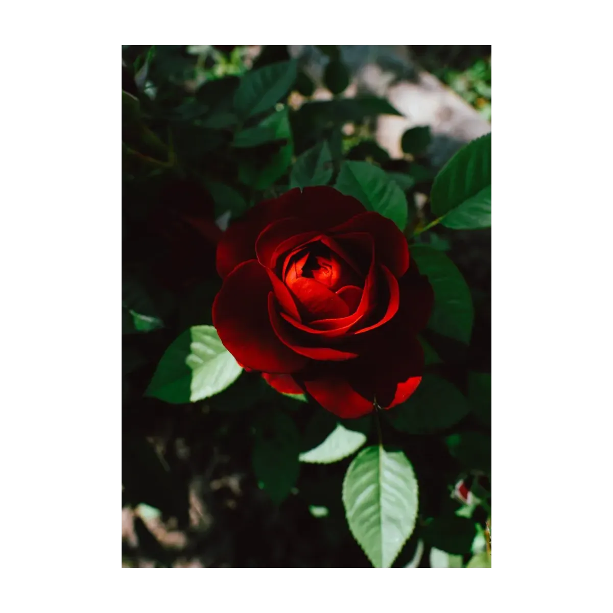 ROSA ROJA OSCURA