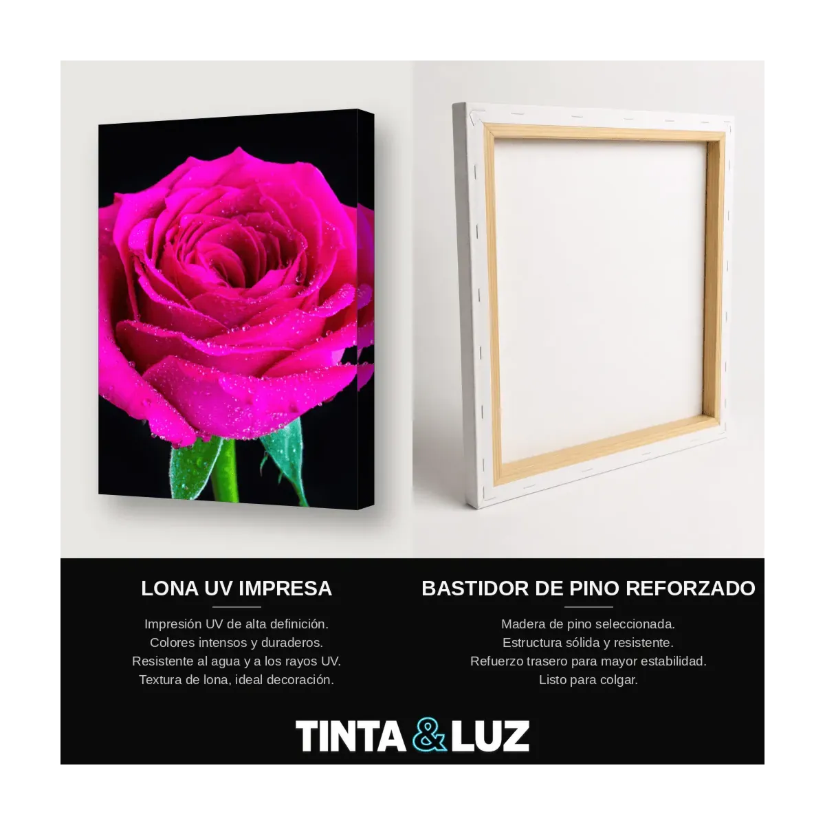 ROSA FUCSIA II