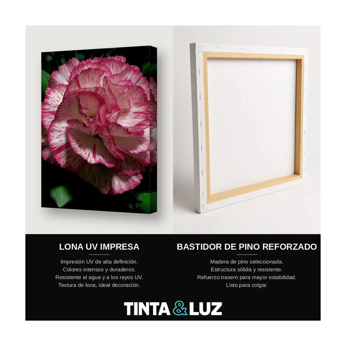 CLAVEL BICOLOR