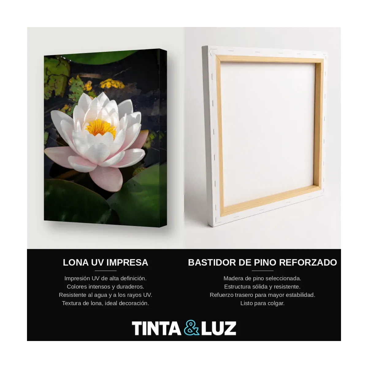 FLOR DE LOTO BLANCA