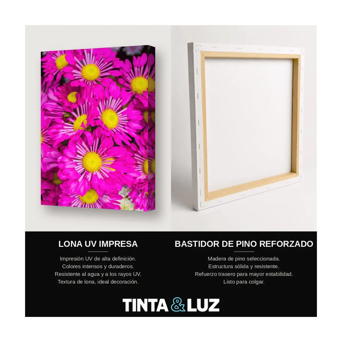 MARGARITAS FUCSIA