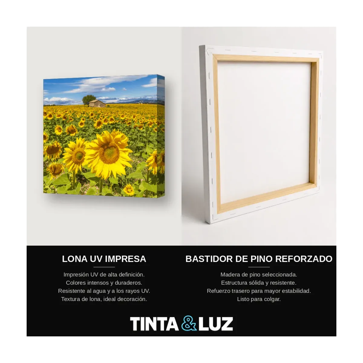 CAMPO DE GIRASOLES III