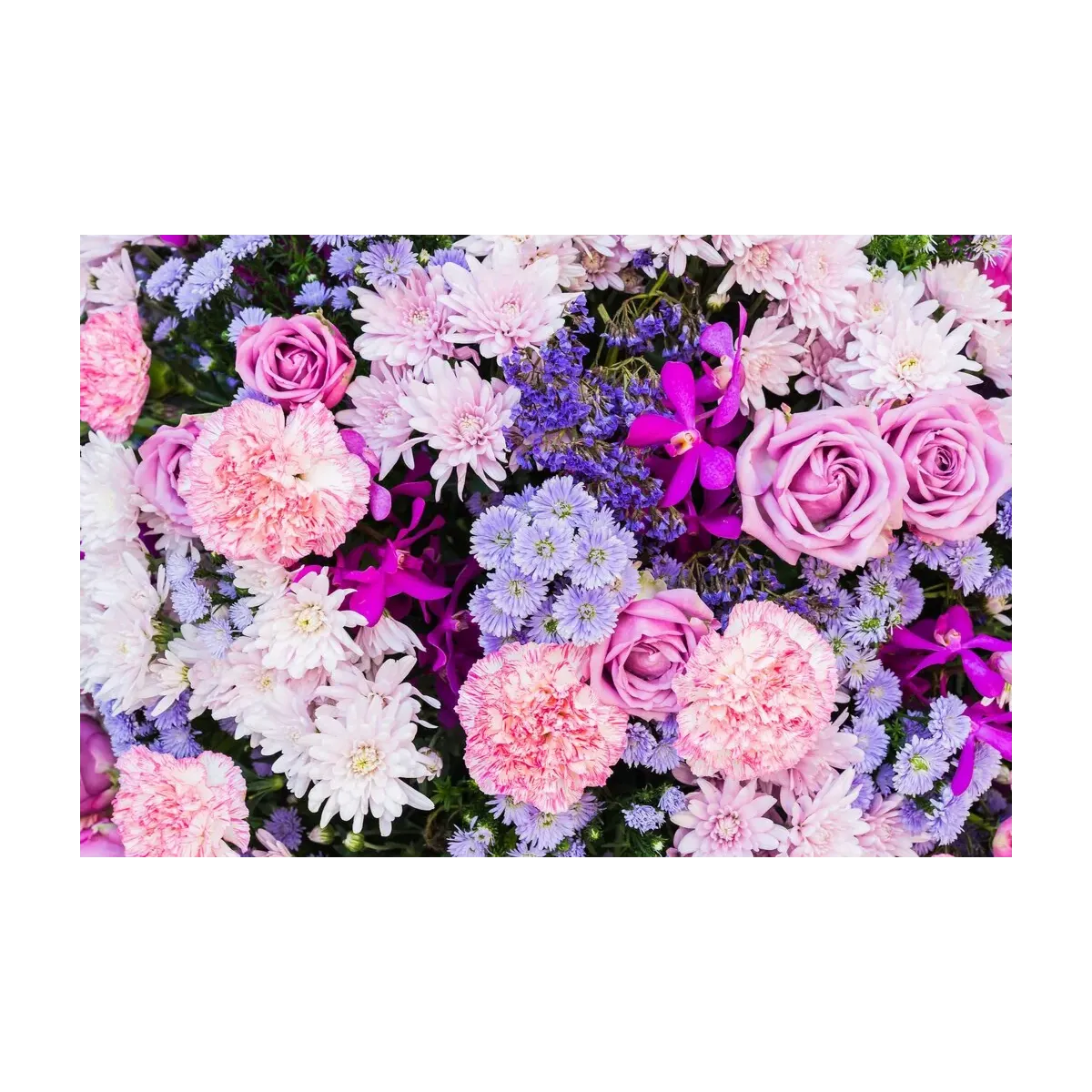 ROSAS ROSADAS IV