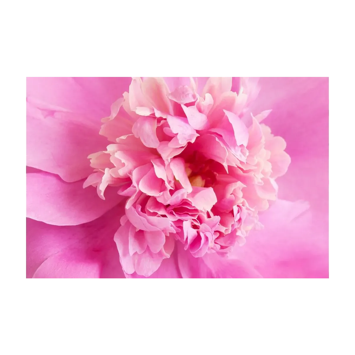 FLORES FUCSIA