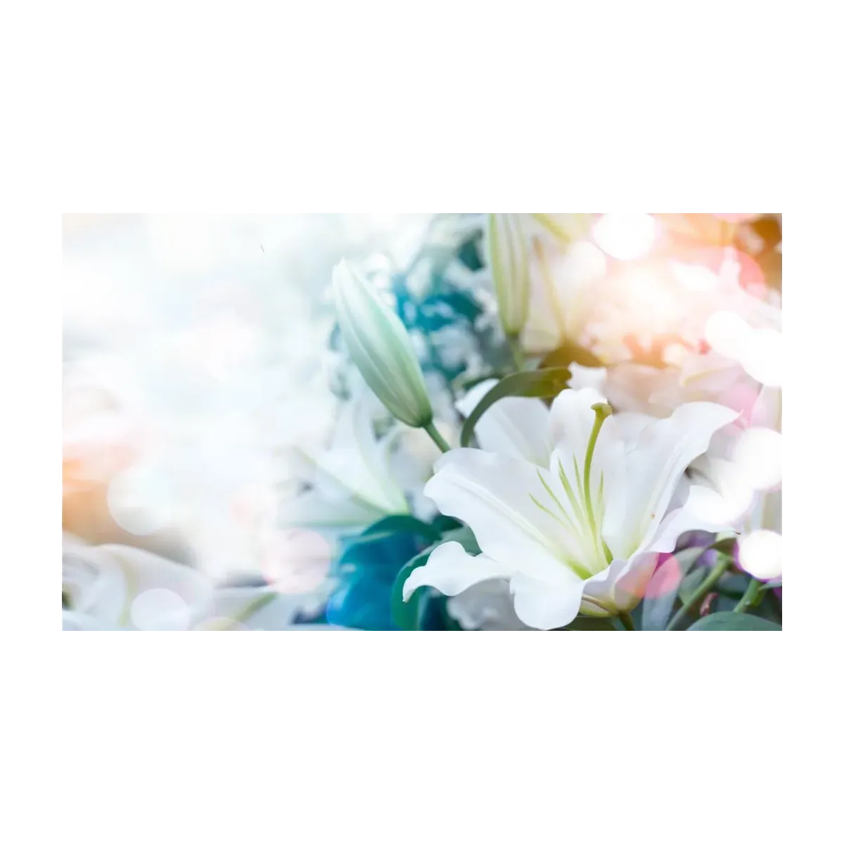 ROSAS CREMA
