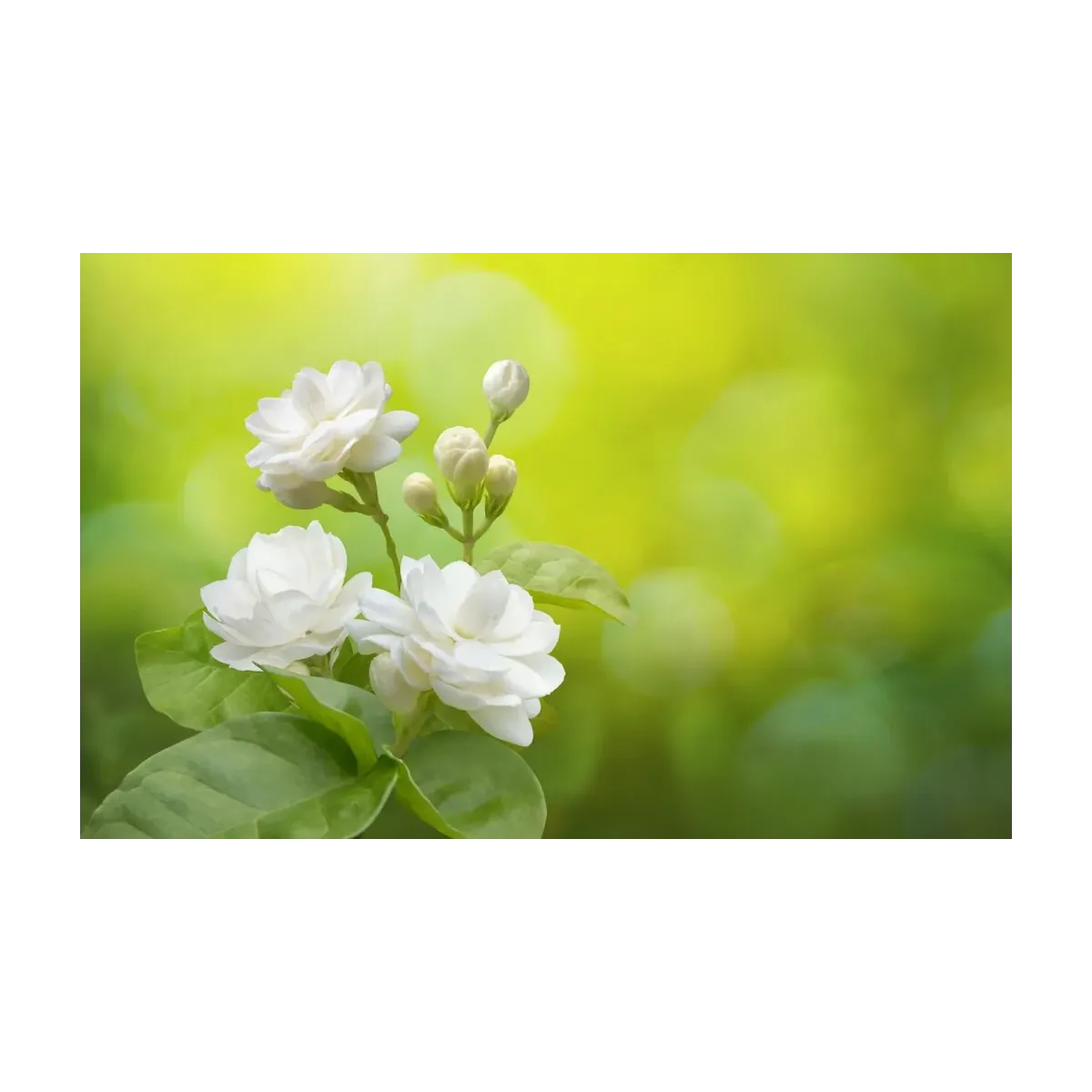 FLORES BLANCAS