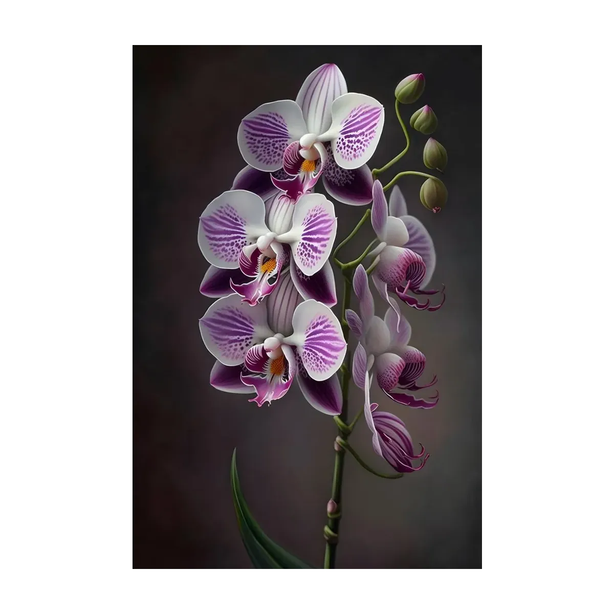 ORQUÍDEAS LILA