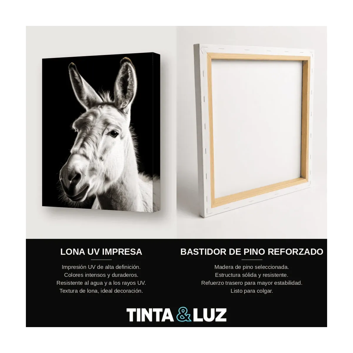 BURRO GRIS